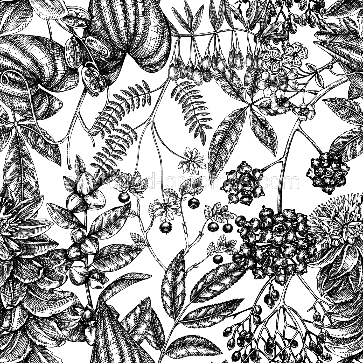 Adaptogenic plants seamless pattern. Hand-sketched medicinal herbs, weeds, berries, leaves vector background. Perfect for labels, packaging, wrapping paper, fabric. Vintage botanical illustration Illustration